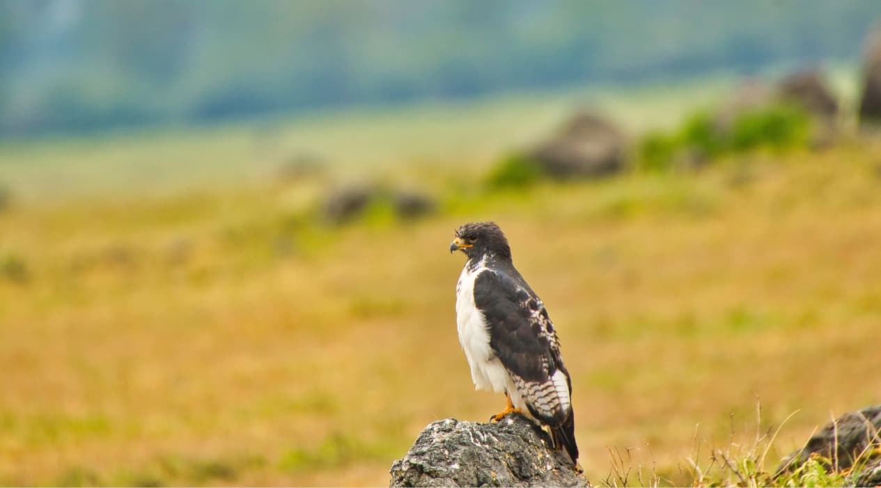 Tiny Movements Of Wildlife