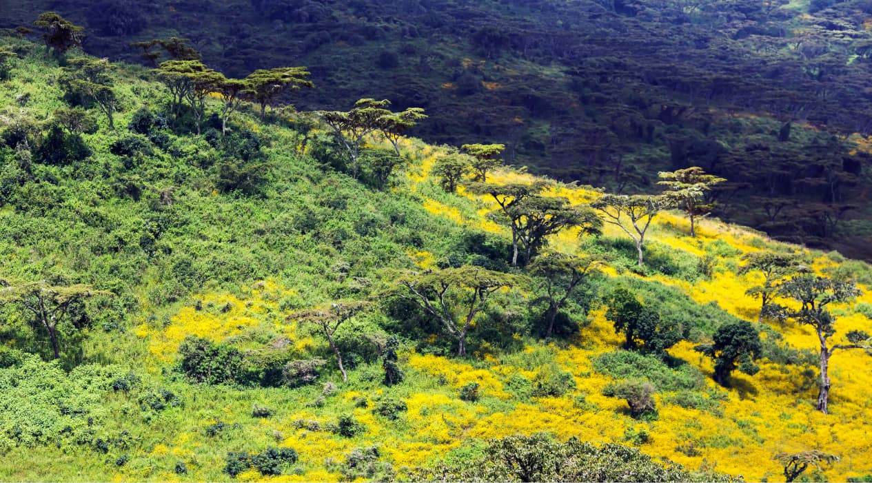 Tanzania Biodiversity