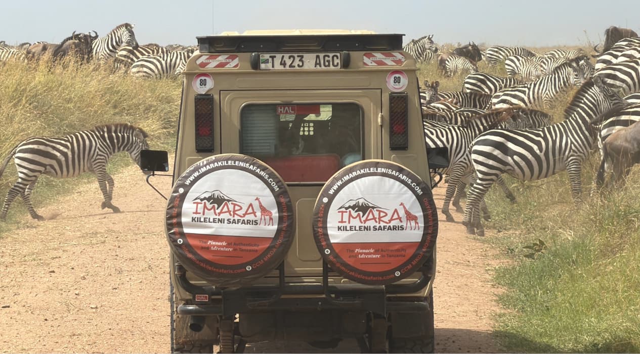 Why Every Game Drive in Tanzania Feels Completely Different