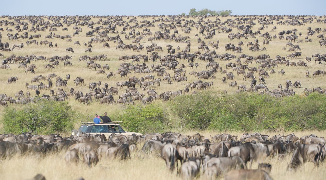 Why Two Travelers Experience the Same Safari Differently