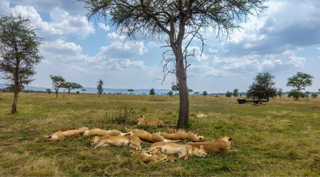 Why Some Safari Moments Cannot Be Captured on Camera