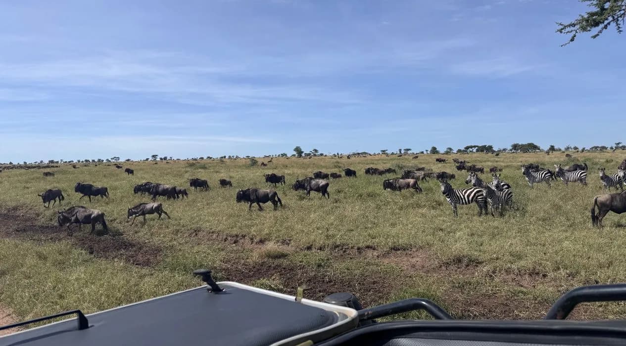 Wildlife Safaris
