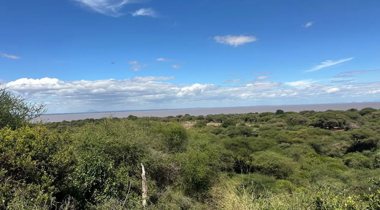 How Different Weather Conditions Change Safari Experiences