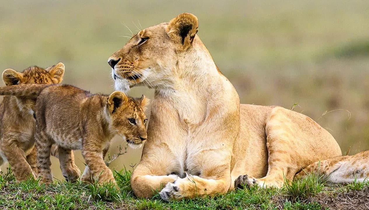 Tanzania Big Five Safari