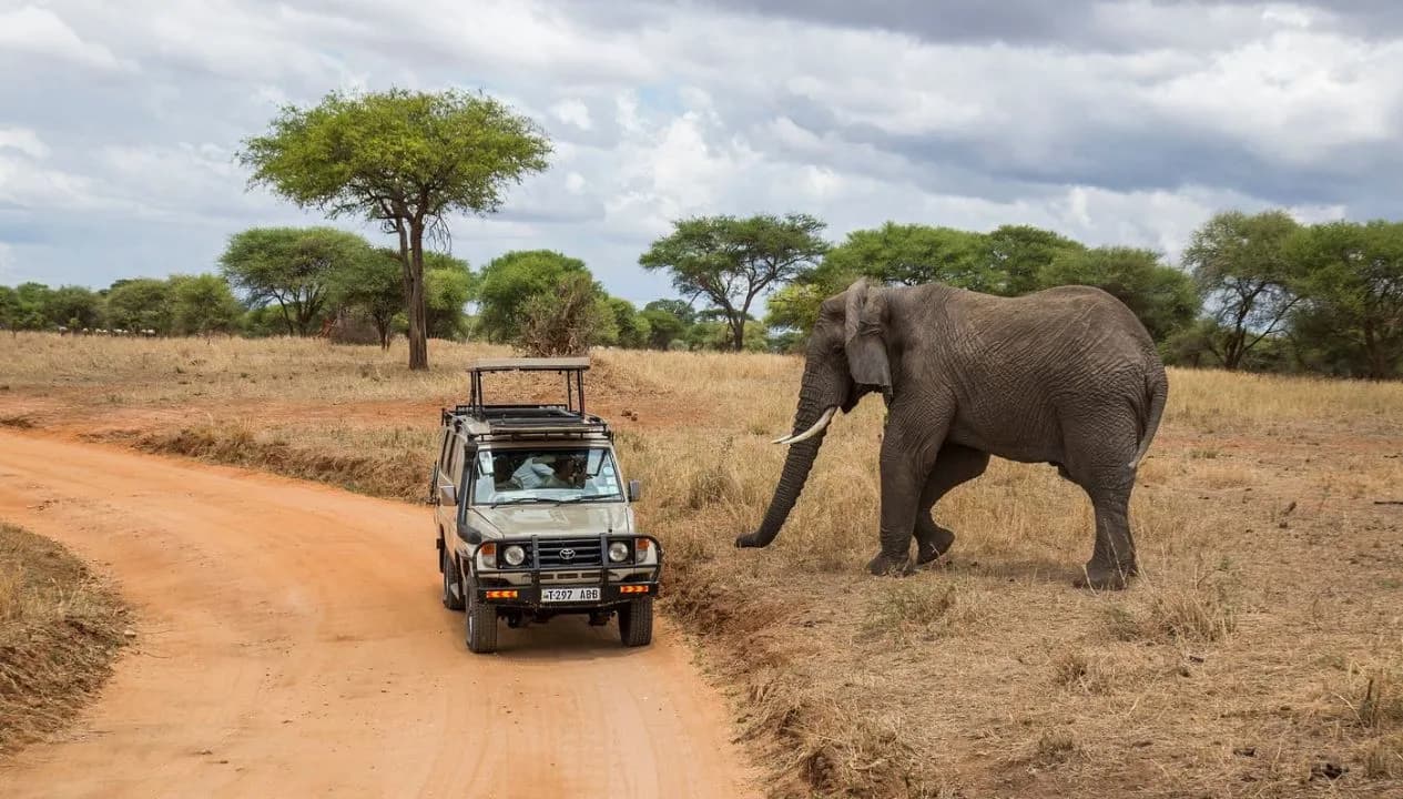Wildlife Safari Experience