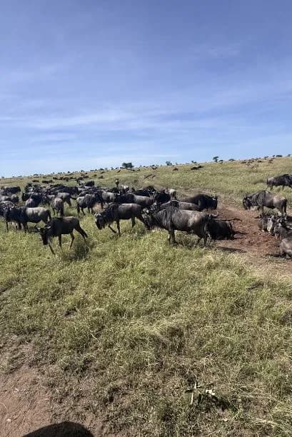 Great Migration Safaris