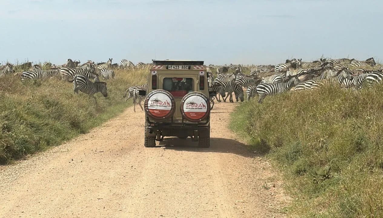 Wildlife Safari in Vehicles