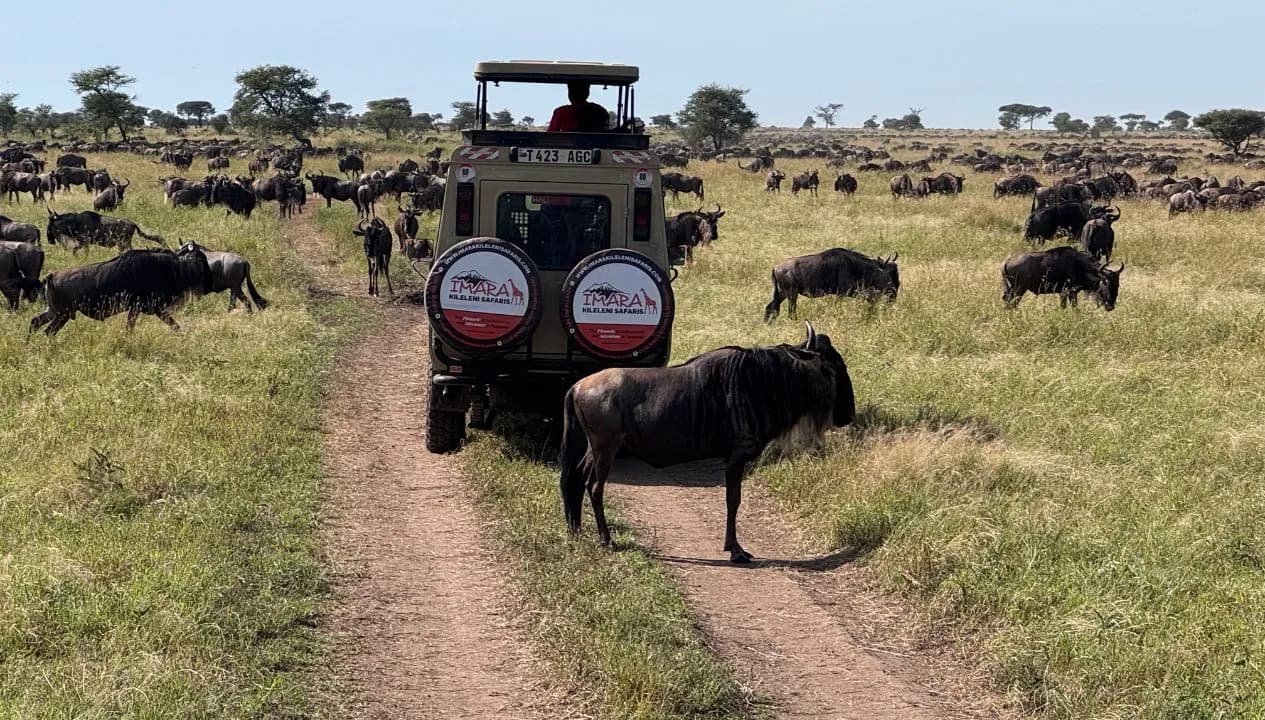 How Wildlife Reacts to Safari Vehicles?