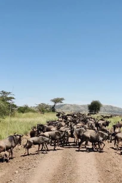 Great Migration