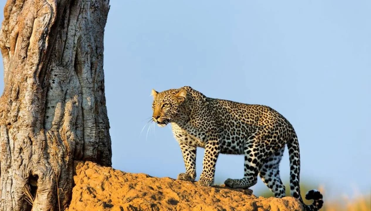 Serengeti National Park Wilds