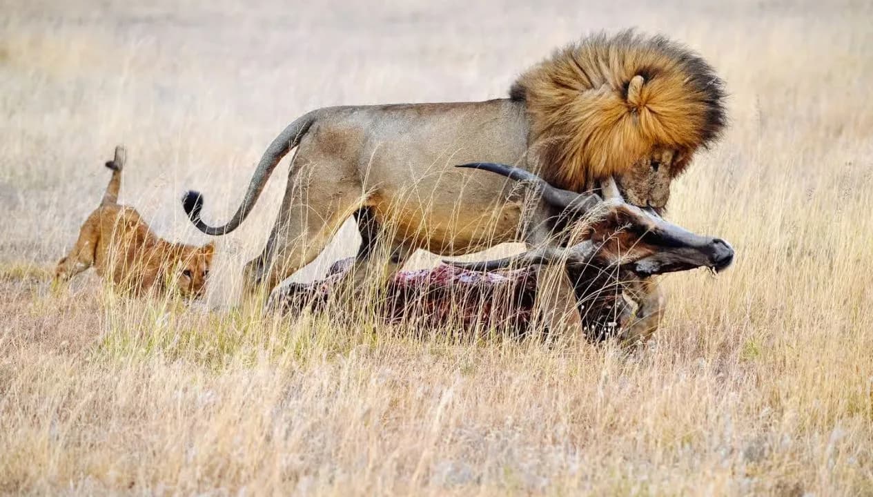 Predator Hunt in Tanzania National Park