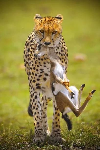 Predator Hunt in Serengeti