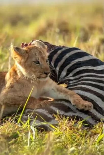 Hunting Safari in Tanzania