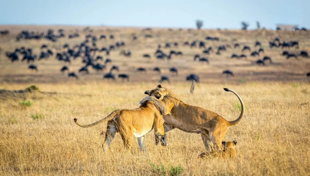 How Predators and Prey Interact in Tanzania National Parks