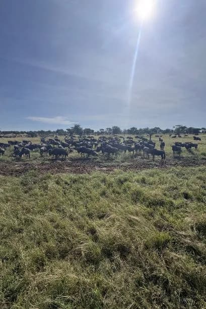 Tanzania Wildlife at sunrise