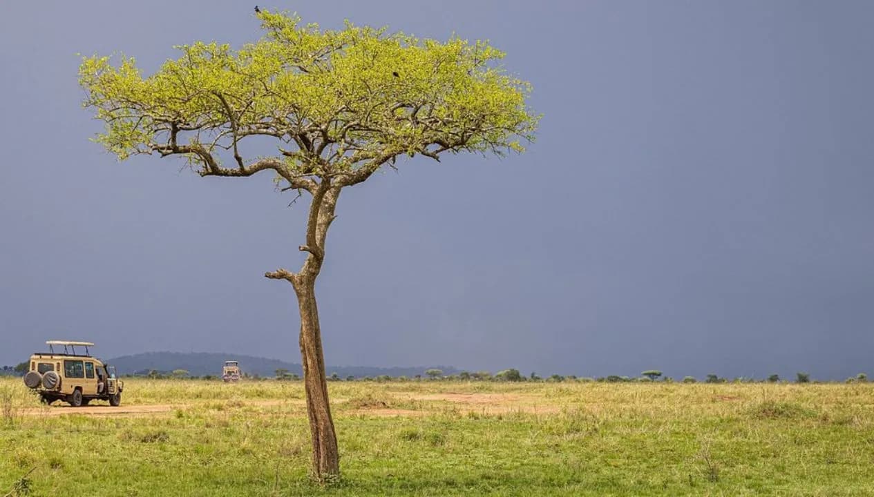 Tanzania Safari at Sunrise