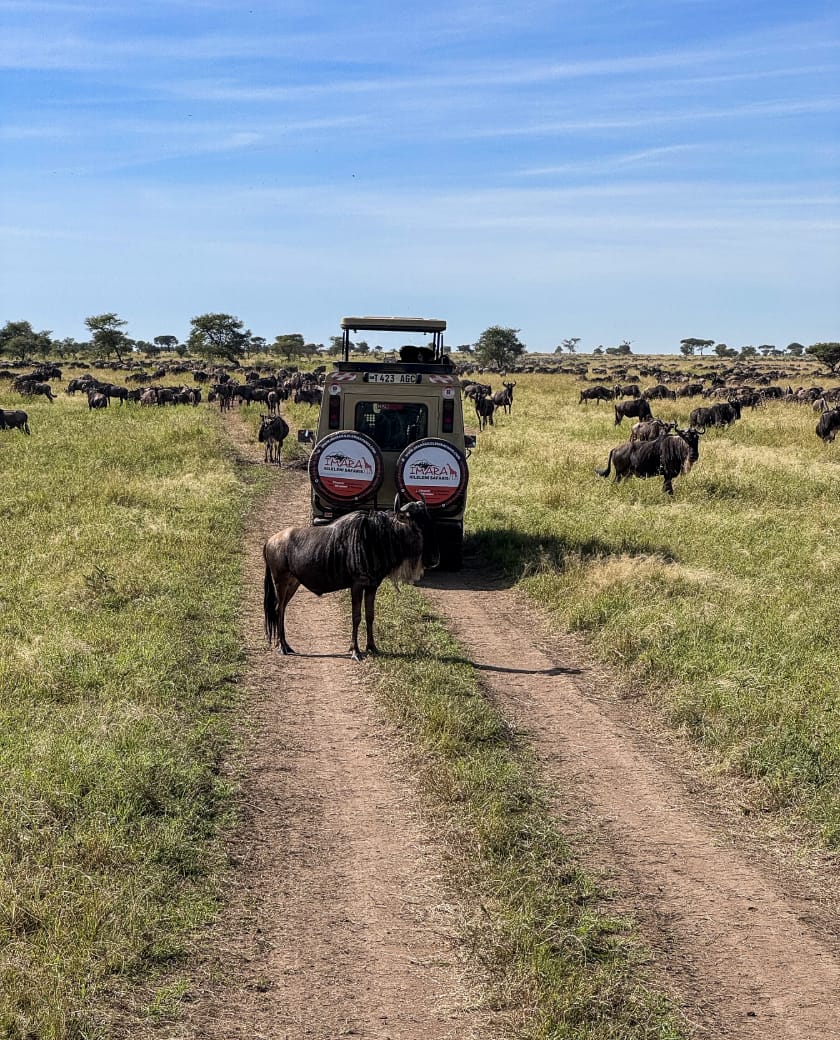 Expansive golden grasslands where wildlife moves freely across ancient, wind-shaped horizons.