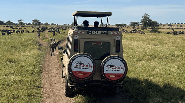 14 Days Mid-range Wildlife Drive-in Safari