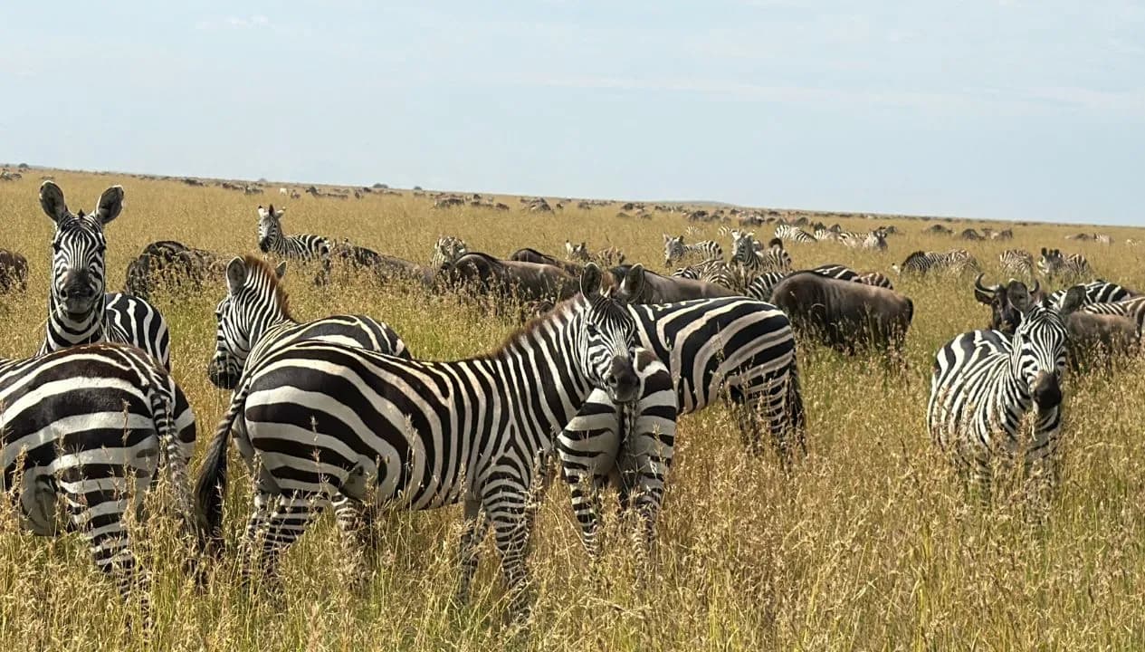 Great Migration Serengeti