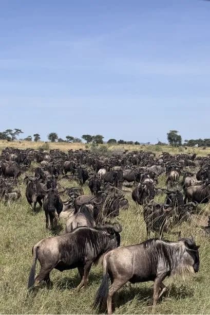 Serengeti Migration Safari