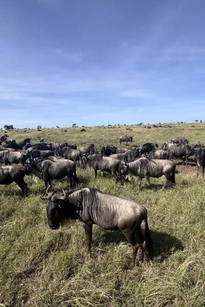 Great Migration Safari