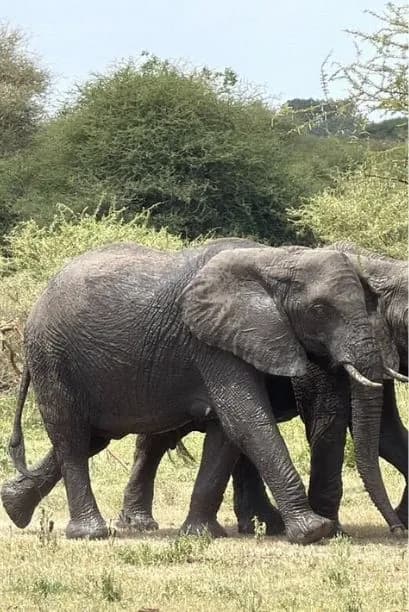 Tarangire National Park