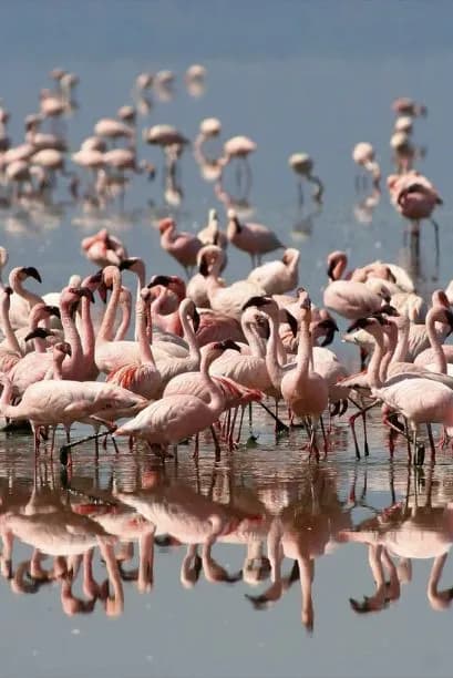 Lake Manyara National Park