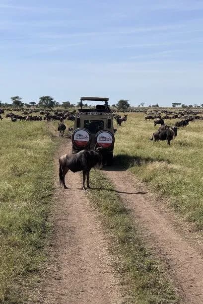 Serengeti Safaris