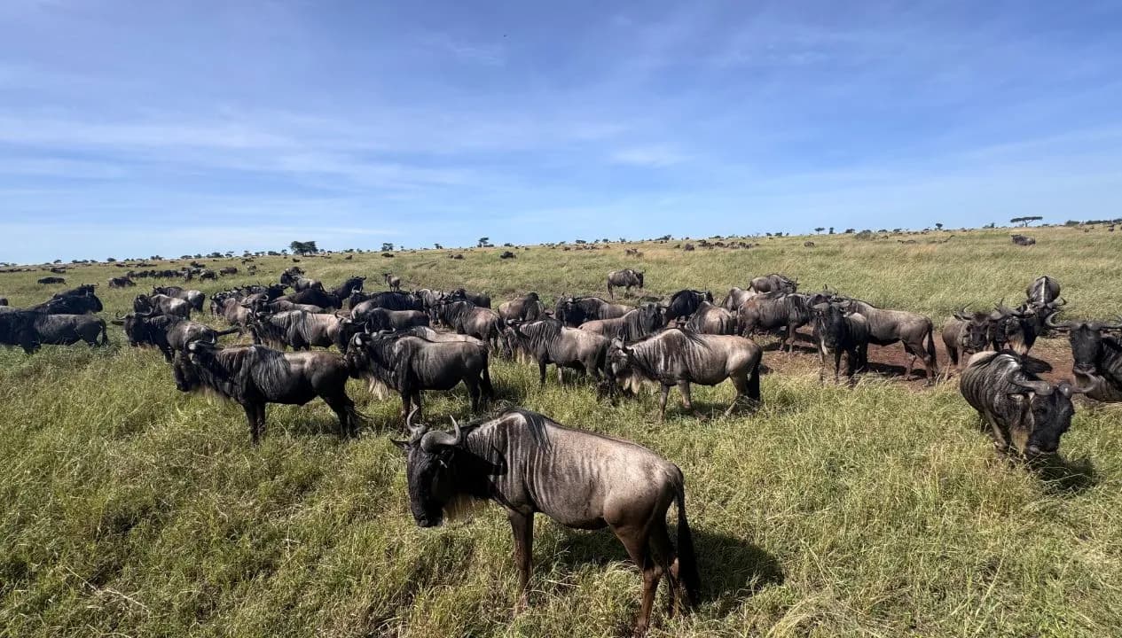 Great Migration Safari