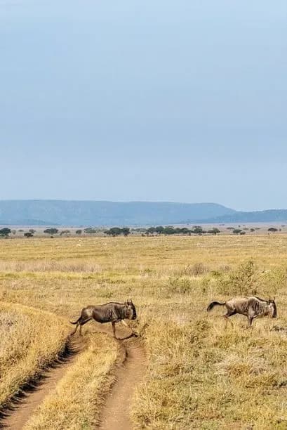 Serengeti Great Migration