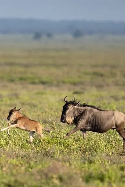 Great Migration Serengeti