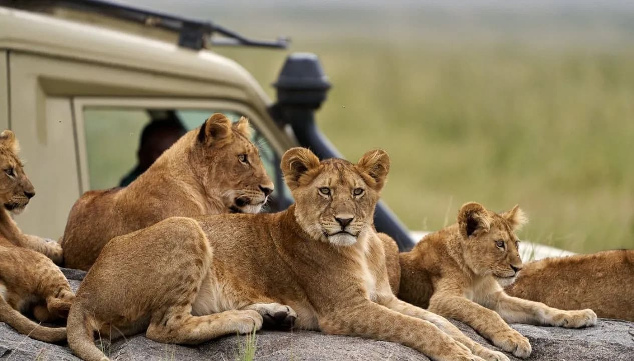 Tanzania Wildlife