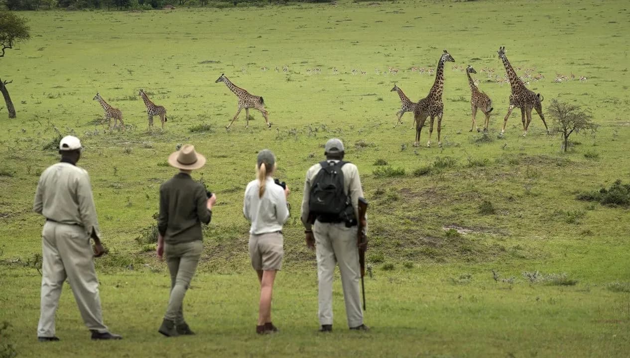 Arusha Wildlife Safari