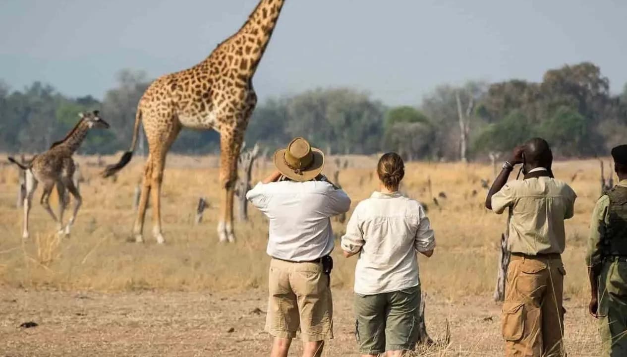 Arusha Wildlife Viewing