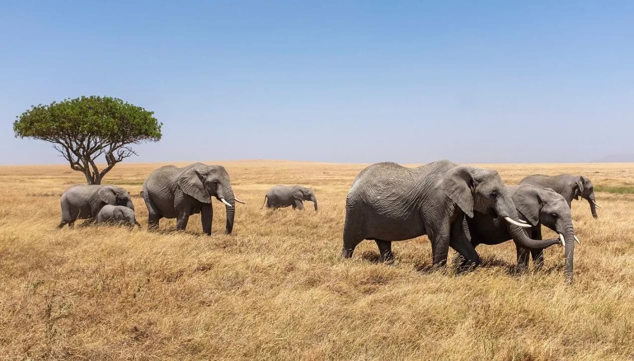 Serengeti National Park