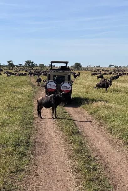 Best Serengeti Safaris