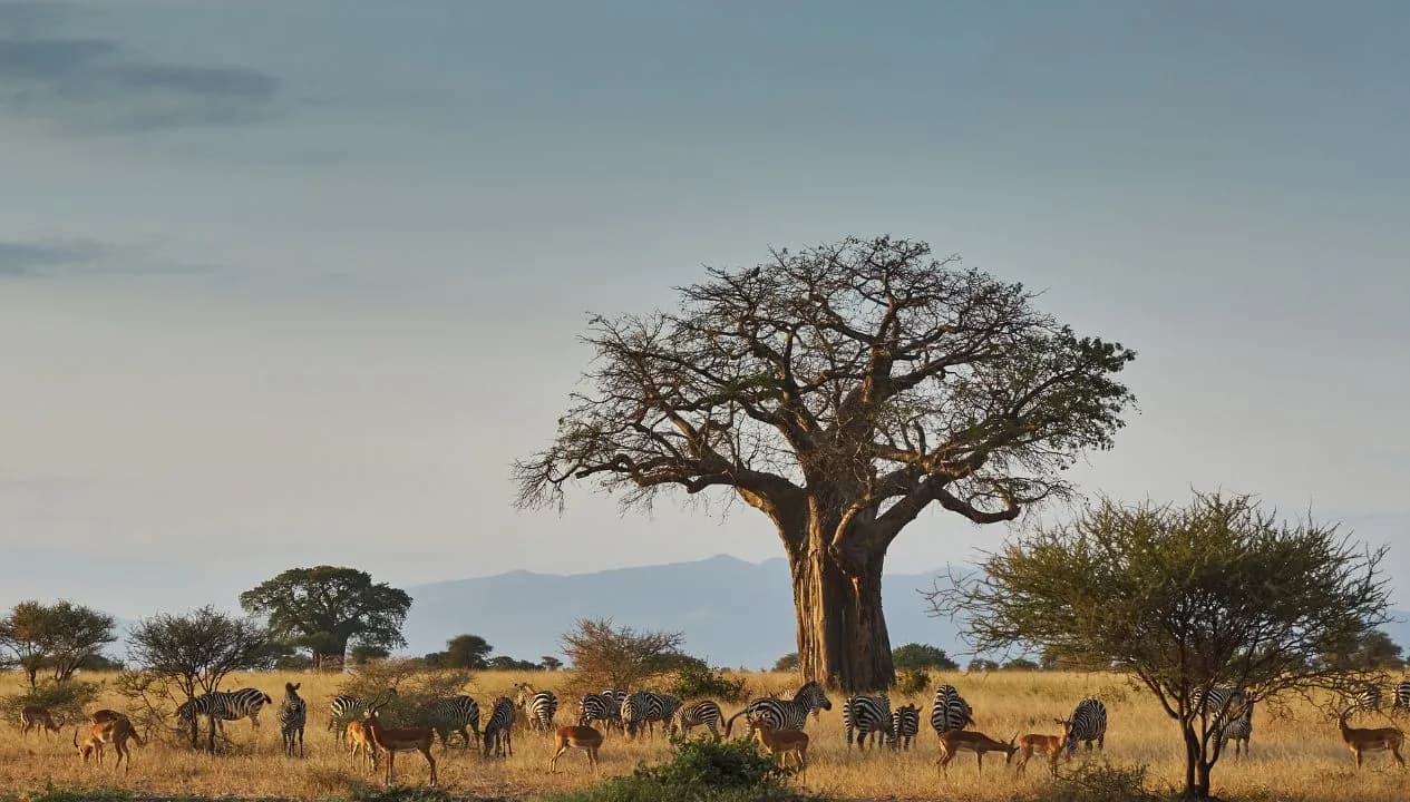 Tarangire National Park