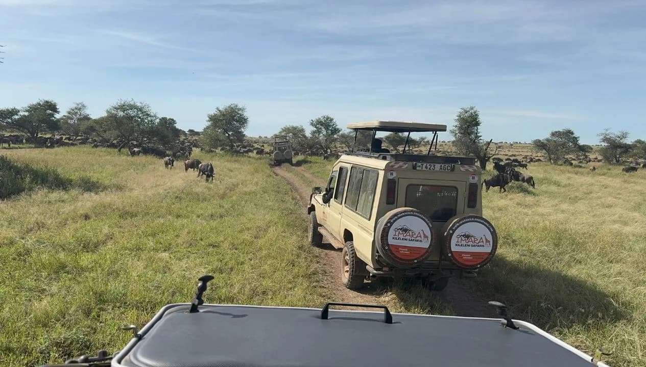 Best Time for Tanzania Safari