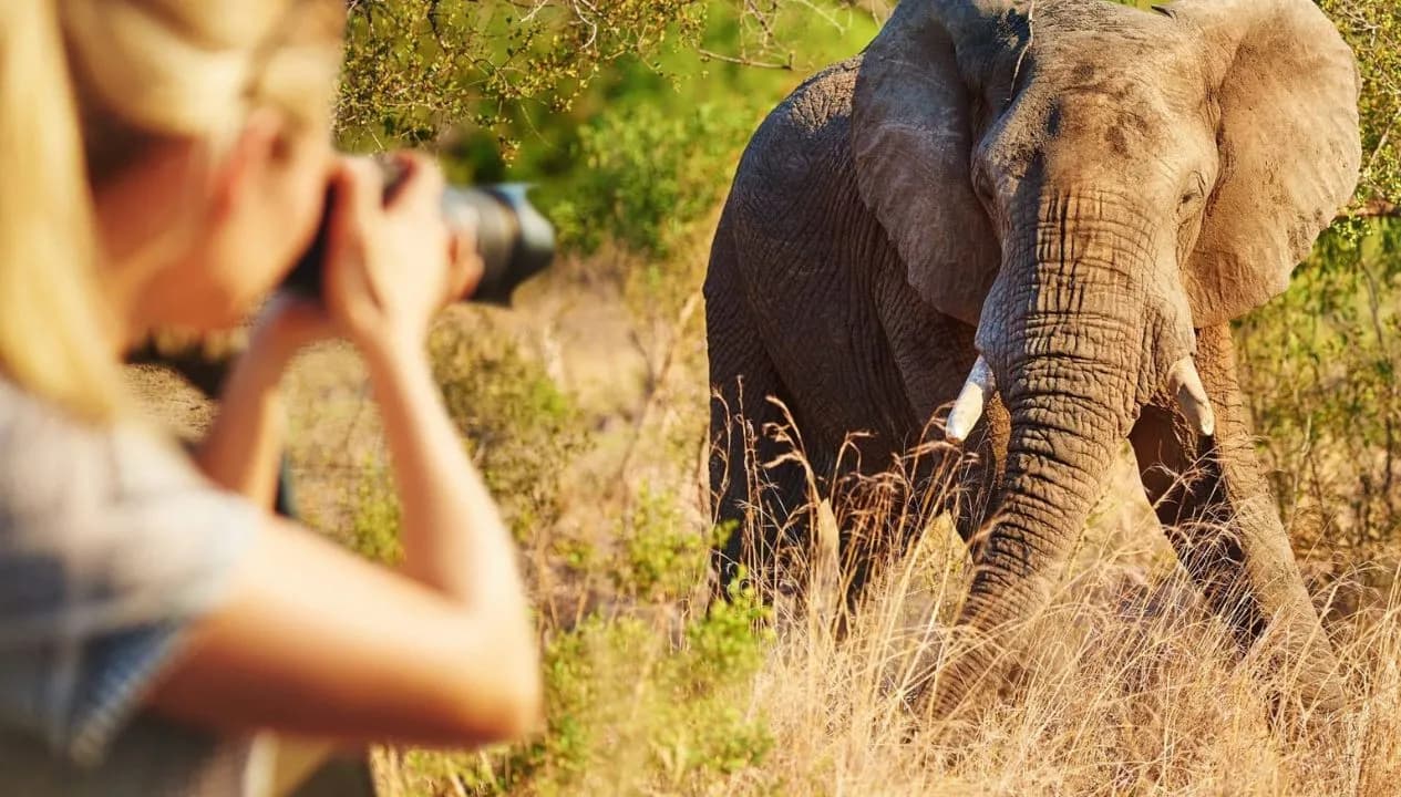 Wildlife Photography Safaris