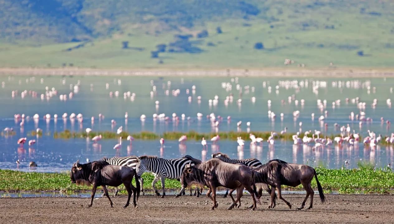 Best Tanzania Season Safaris