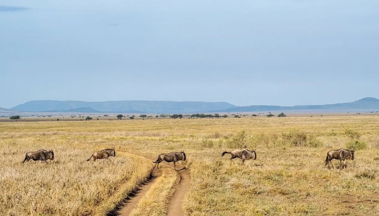 Great Migration