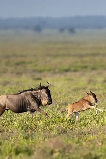 Great Migration Safari