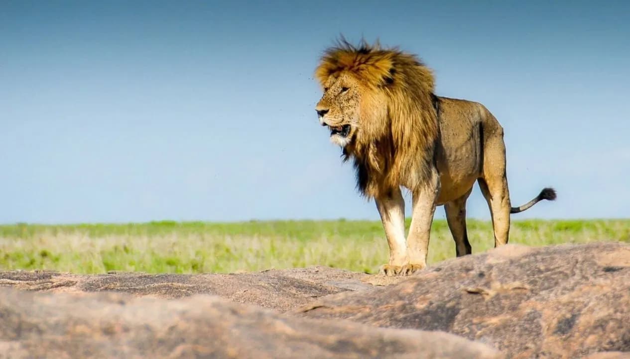 Tanzania National Park