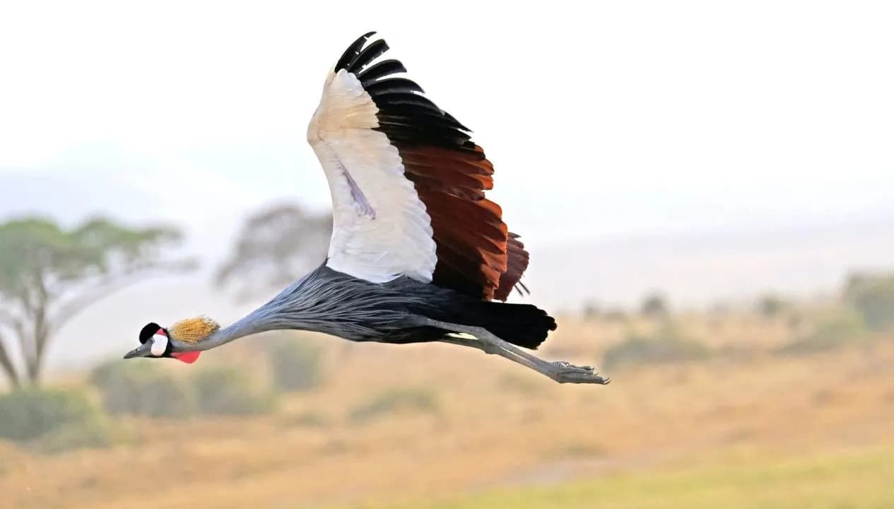 Tanzania's Birds Safari