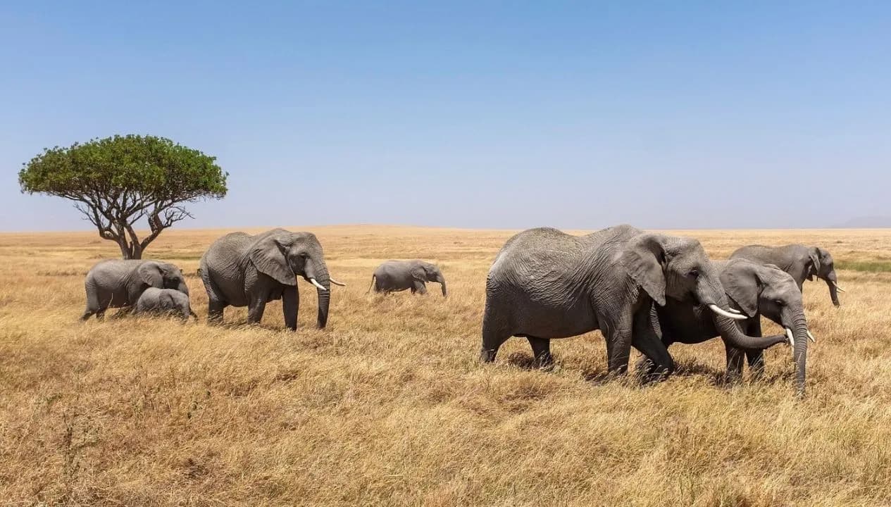 What Animals Can You See on a Tanzania Safari - Complete Wildlife Guide
