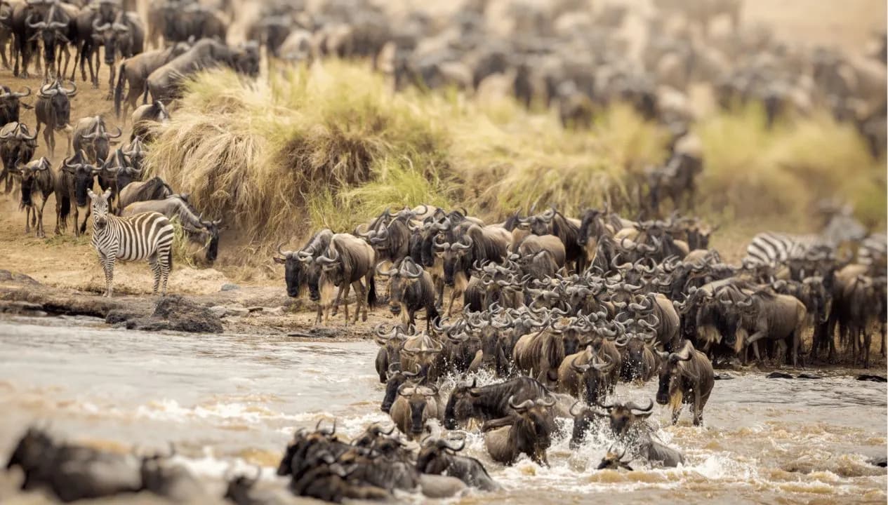 Great Migration in Tanzania