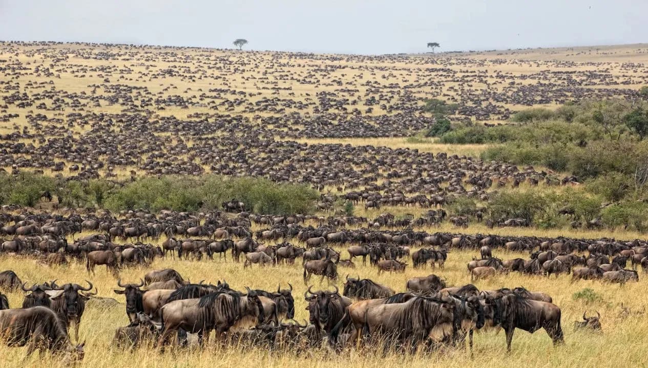 Great Migration Safari Experience