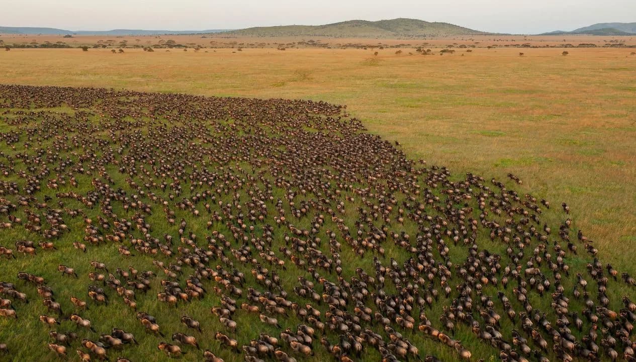 Great Migration Safari Experience