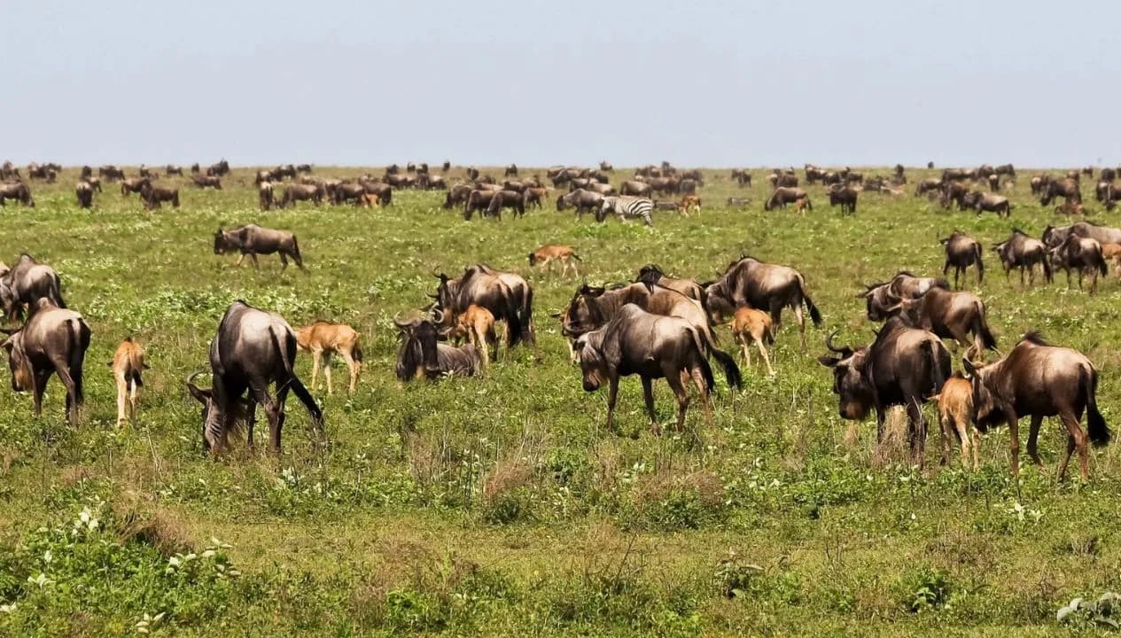 Tanzania Safaris - When and Where to See the Great Migration