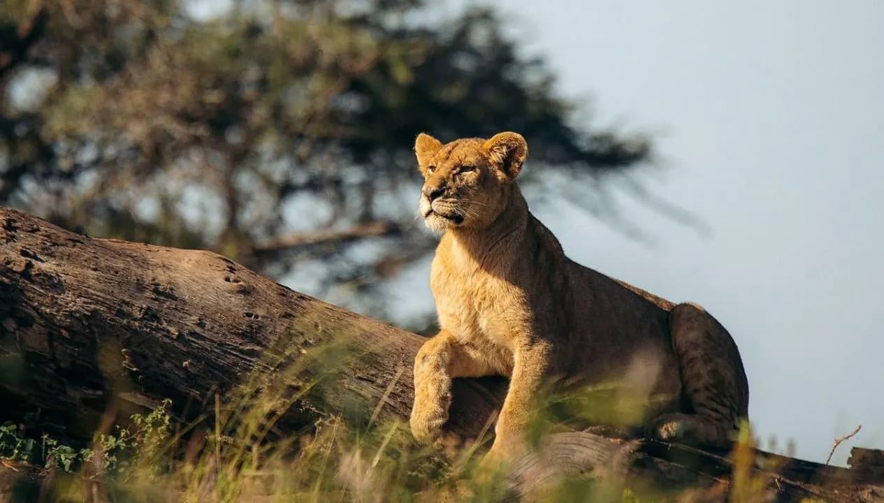 Big Five Safaris